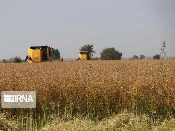 خبرنگاران پیش بینی تولید 12 هزارتن دانه روغنی کلزا در شوشتر