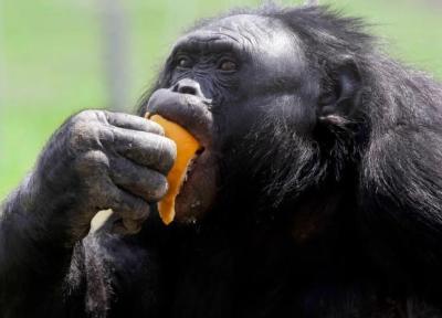 علت جالب چاقی بیش از حد میمون مشهور، عکس