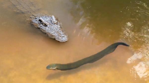 برق گرفتگی تمساح غول پیکر در تماس با یک ماهی!، فیلم